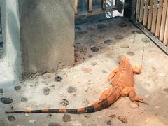 -上海大自然野生昆虫馆(东方明珠·爬宠昆虫探索中心)