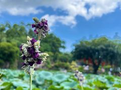 -广州莲花山旅游区