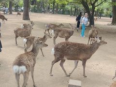-奈良公园