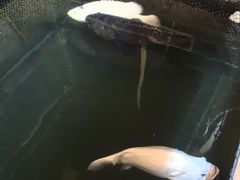 -蓝湾碧波·老字号·疍家非遗海上餐厅