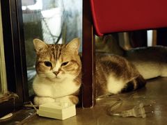 -咖法森林·咖啡  酒吧(天河店)