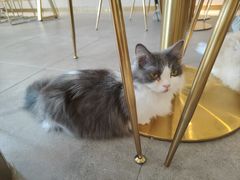 -飞行喵MR PILOT|猫舍·猫咖(静安大融城店)