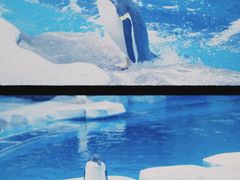 -上海海昌海洋公园