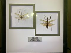 -上海昆虫博物馆