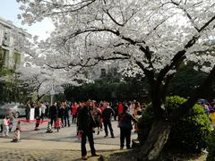 -武汉大学-樱园