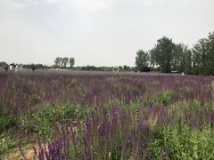 -北京东方普罗旺斯薰衣草庄园