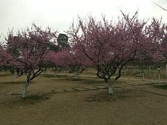 -秀丽东方