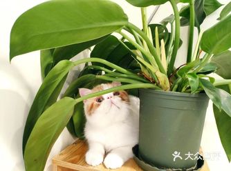 大家好，本喵名字叫旺仔 就是那个既旺财 又软软糯糯的