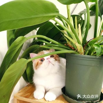 大家好,本喵名字叫旺仔 就是那个既旺财 又软软糯糯的