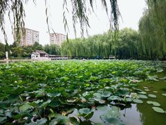 -团结湖公园