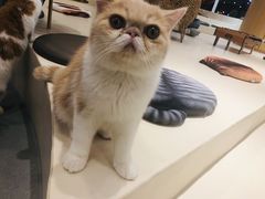 -飞行喵MR PILOT|猫舍·猫咖(静安大融城店)