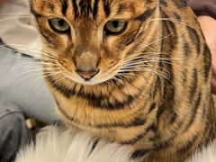 -Let's go狗咖·猫咖·奶狗·桌游(春熙路IFS店)