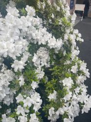 点击看大图 -镁连社·美联社