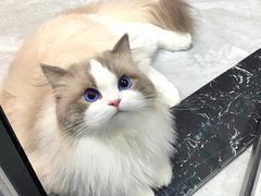 -翊宠yipet猫狗购宠庄园犬舍•猫舍