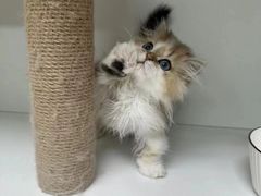 -十月米努特矮脚猫舍