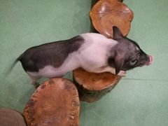 -藦茜花园宠物主题亲子互动体验馆(国顺东路店)