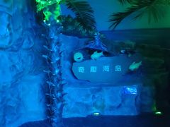 -芜湖新华联大白鲸海洋公园