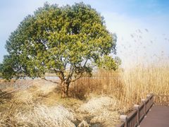 -梁鸿国家湿地公园