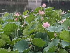 -荔湾湖公园
