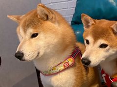 -红井路游艺炖锅·音乐餐吧(十渡店)