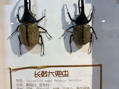 -上海大自然野生昆虫馆(东方明珠·爬宠昆虫探索中心)