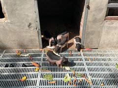 -北京鹿世界主题园