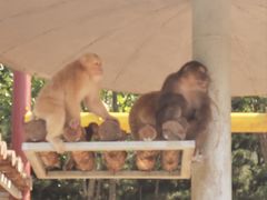 -西霞口神雕山野生动物世界