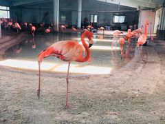 -石家庄市动物园