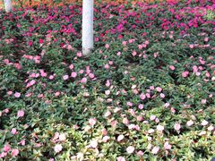 -艾溪湖湿地公园