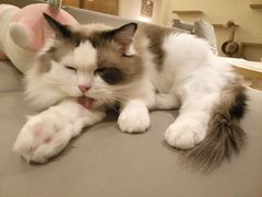 -猫腻·猫咖·撸猫馆(星光大道店)