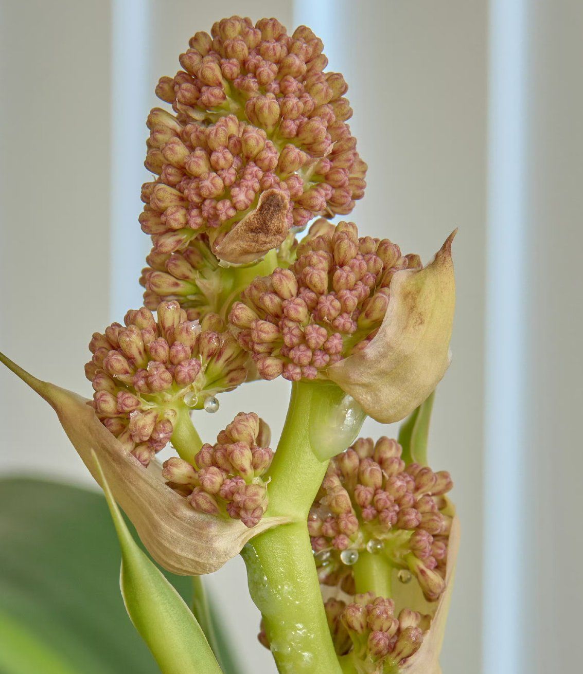 家里的巴西铁木的花蕾越长越大,细看花苞似乎还