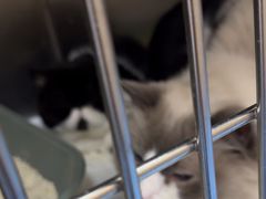 -恒幸动物医院·急重症转诊中心·神经内外科·CT核磁