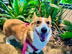 -J Create城市露营咖啡·简餐·宠物(上海动物园店)