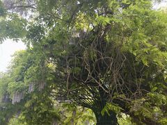 -大连植物园