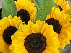 -三圣花乡旅游区