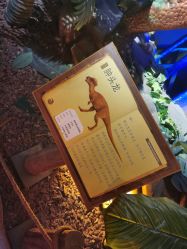 -恐龙探索乐园(磁器口店)