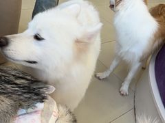 -怪兽屋·羊驼·猫咖·狗咖(俊华广场店)