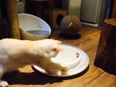 -more than meow吴止猫主题餐厅(承德 中船汇店)