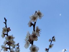 -香雪海