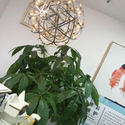 -久匠·野生眉半永久纹眉