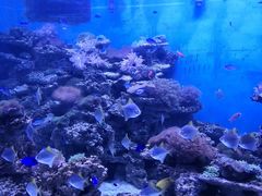 -锦艺城海洋馆