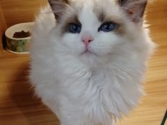 -猫十亿·布偶金渐层·曼基康矮脚猫舍(青年路店)