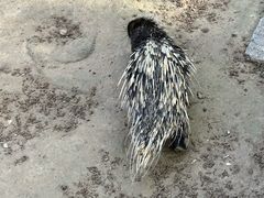 -青藏高原野生动物园
