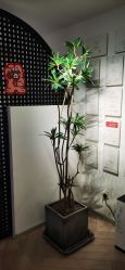 点击看大图 -FANS美甲美睫
