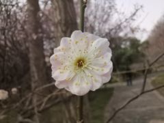 -洛阳市隋唐城遗址植物园