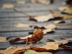 -合肥滨湖国家森林公园