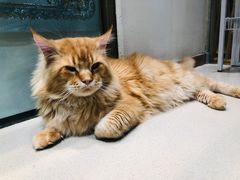 -藏猫猫咖啡主题馆(中央大道店)