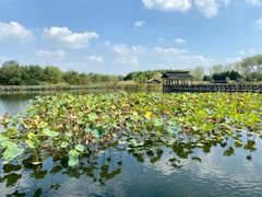 -溱湖国家湿地公园