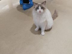 -藏猫猫咖啡主题馆(中央大道店)