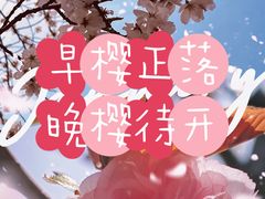 -高东镇樱花园